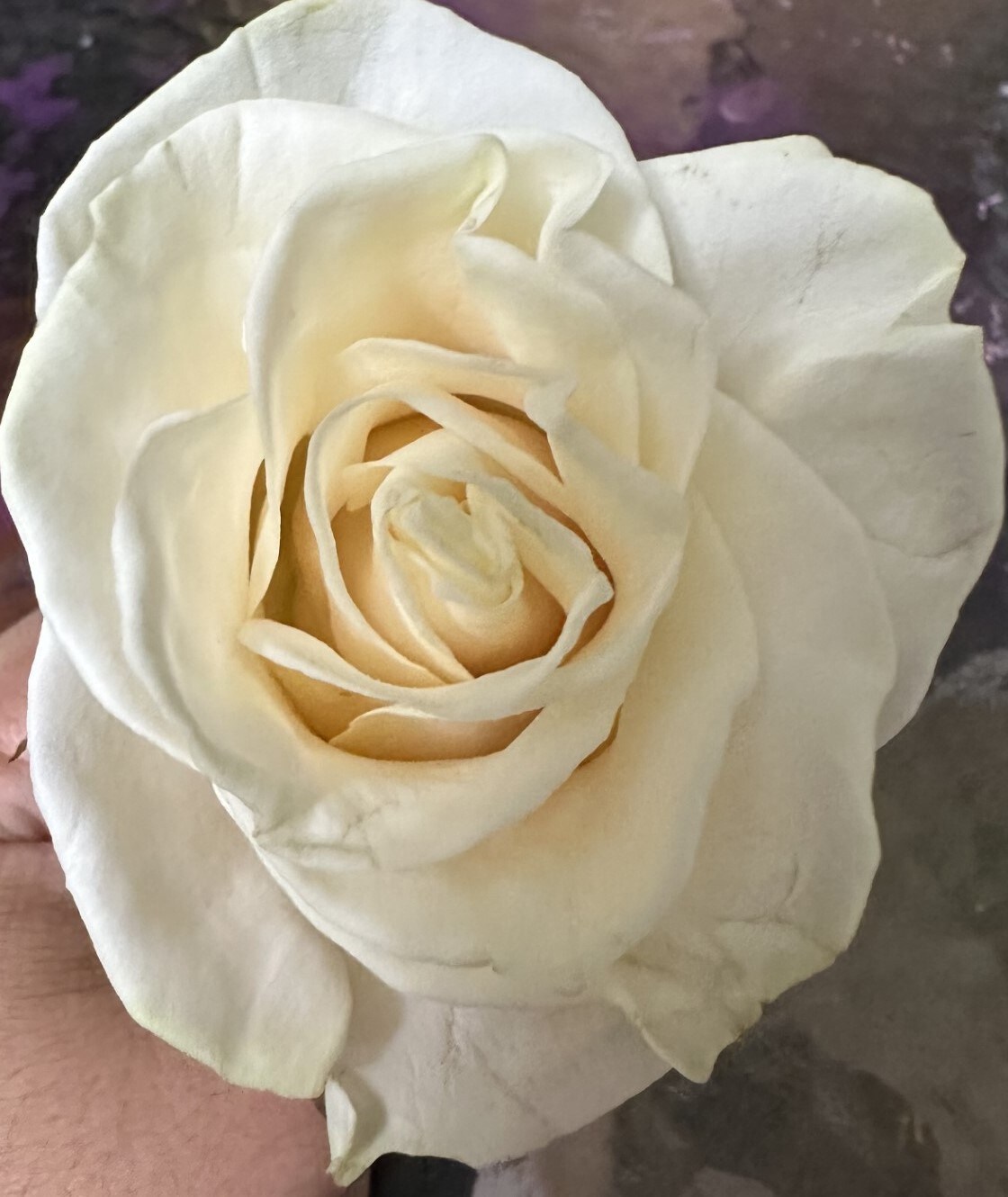 WHITE ROSE